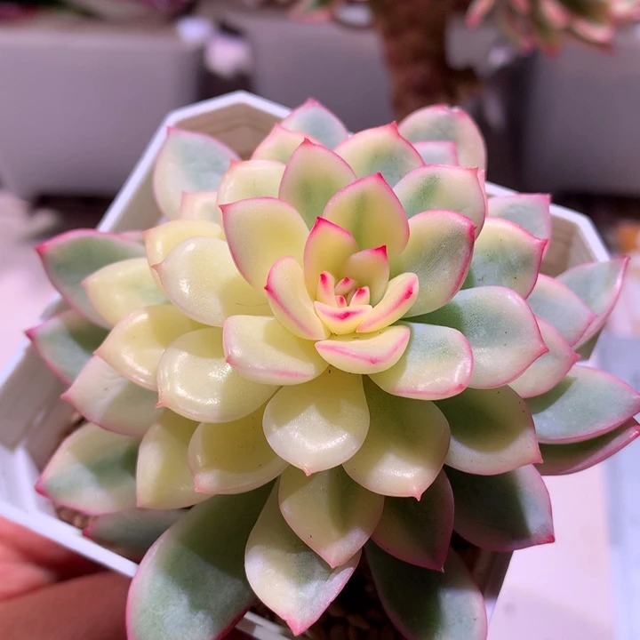 雨燕座锦一半全锦