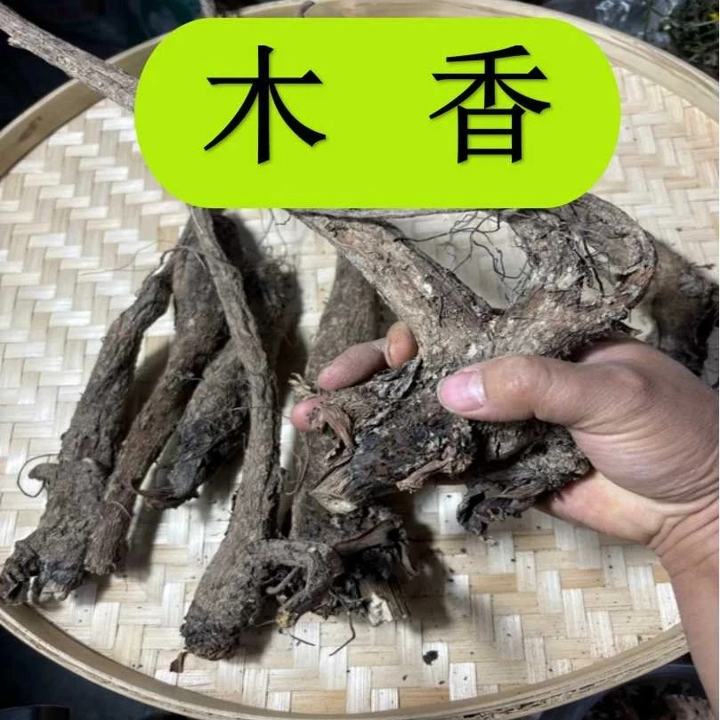 木香 甘肃陇南种植木香 假一赔十