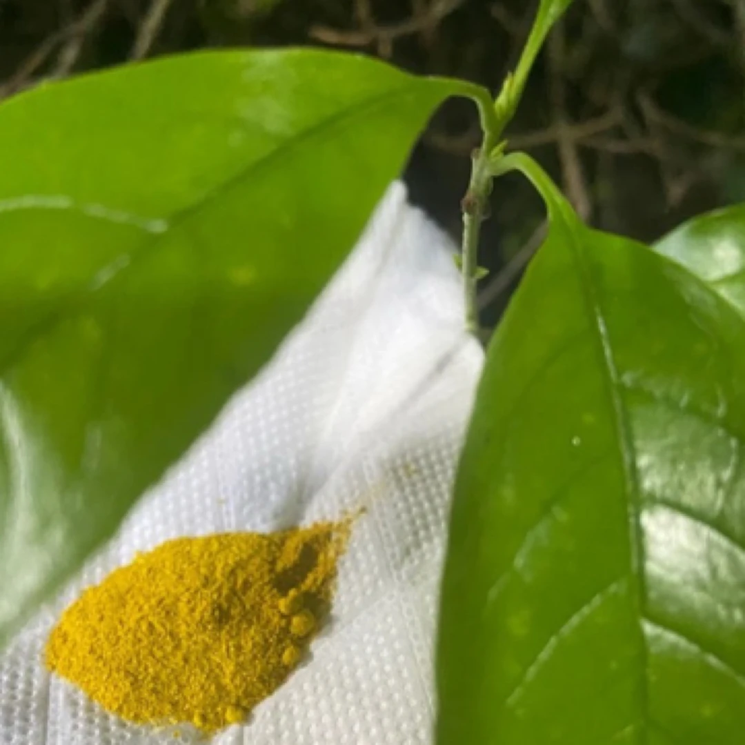 【莎莎专属山货】X/D菇1g起