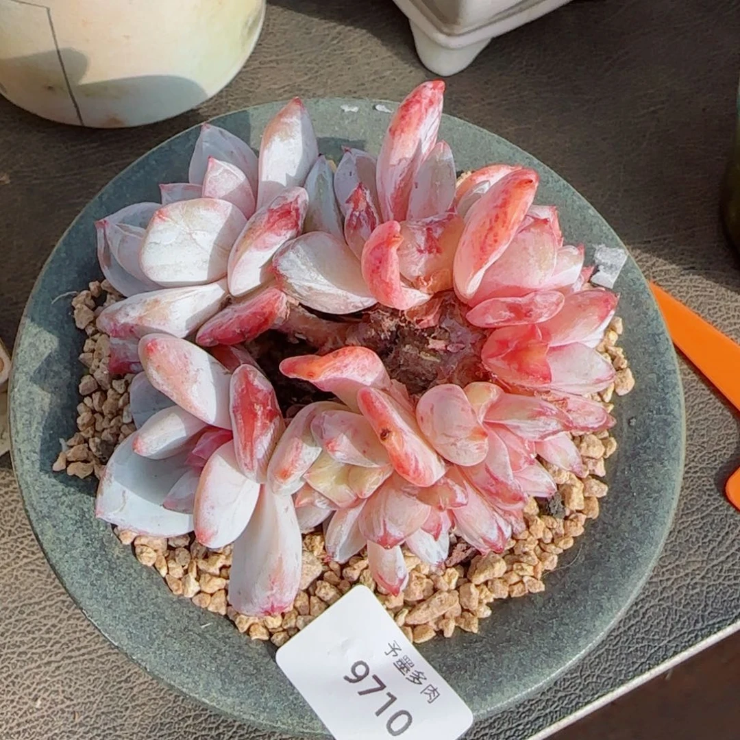 温***月糖心雪天使缀化，9710多肉