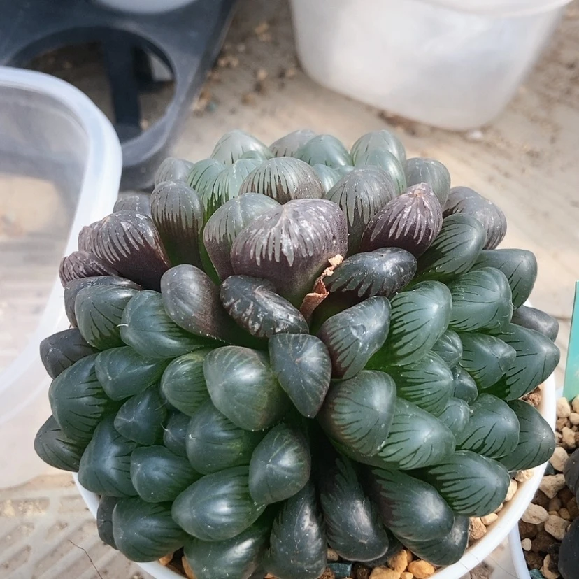 【闪购商品】冰灯龙磷7颗