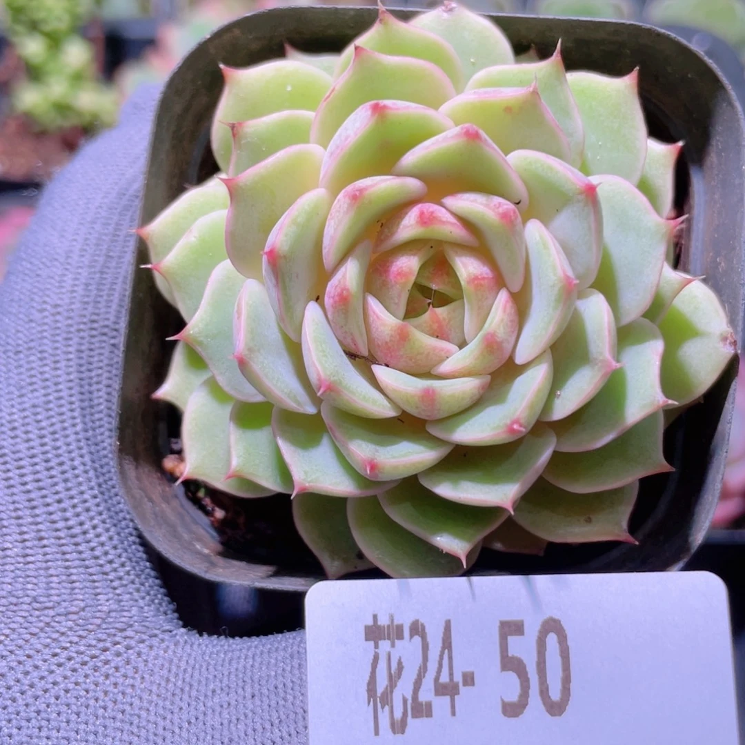 花利美24-50苯巴蒂斯