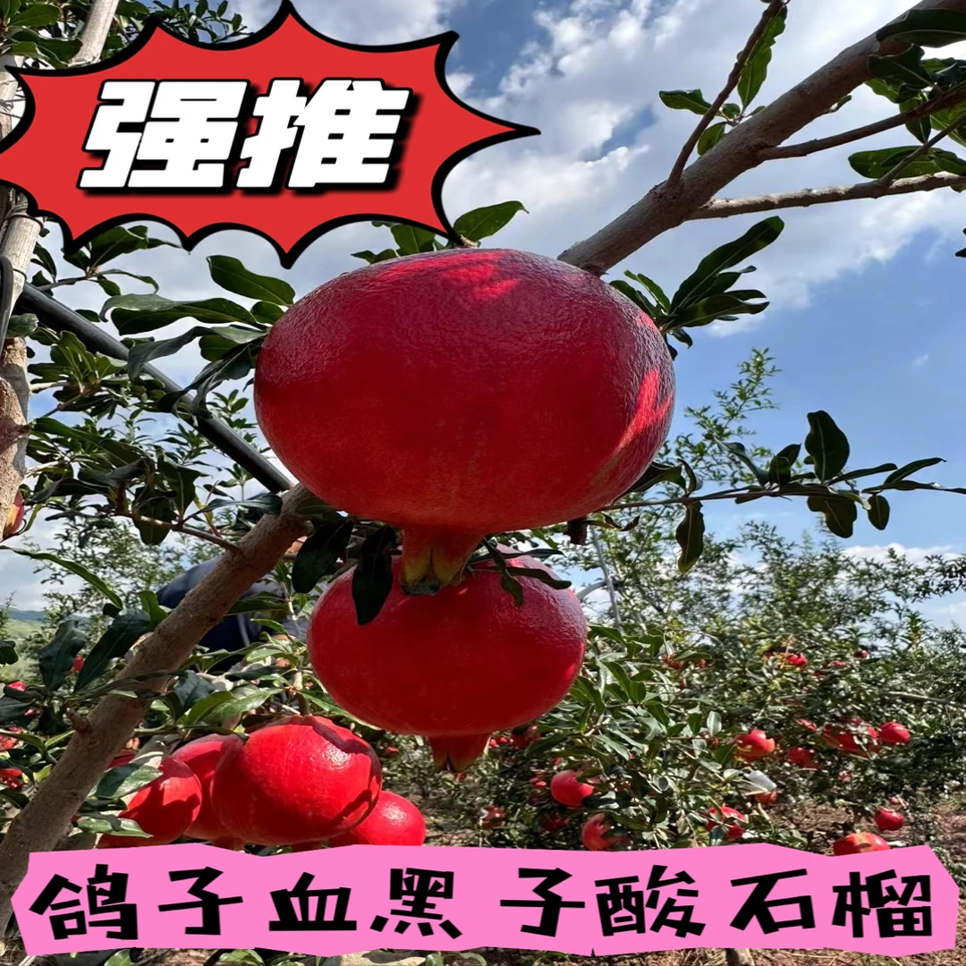 高山种植新鲜酸甜口鸽血石榴孕妇当季水果