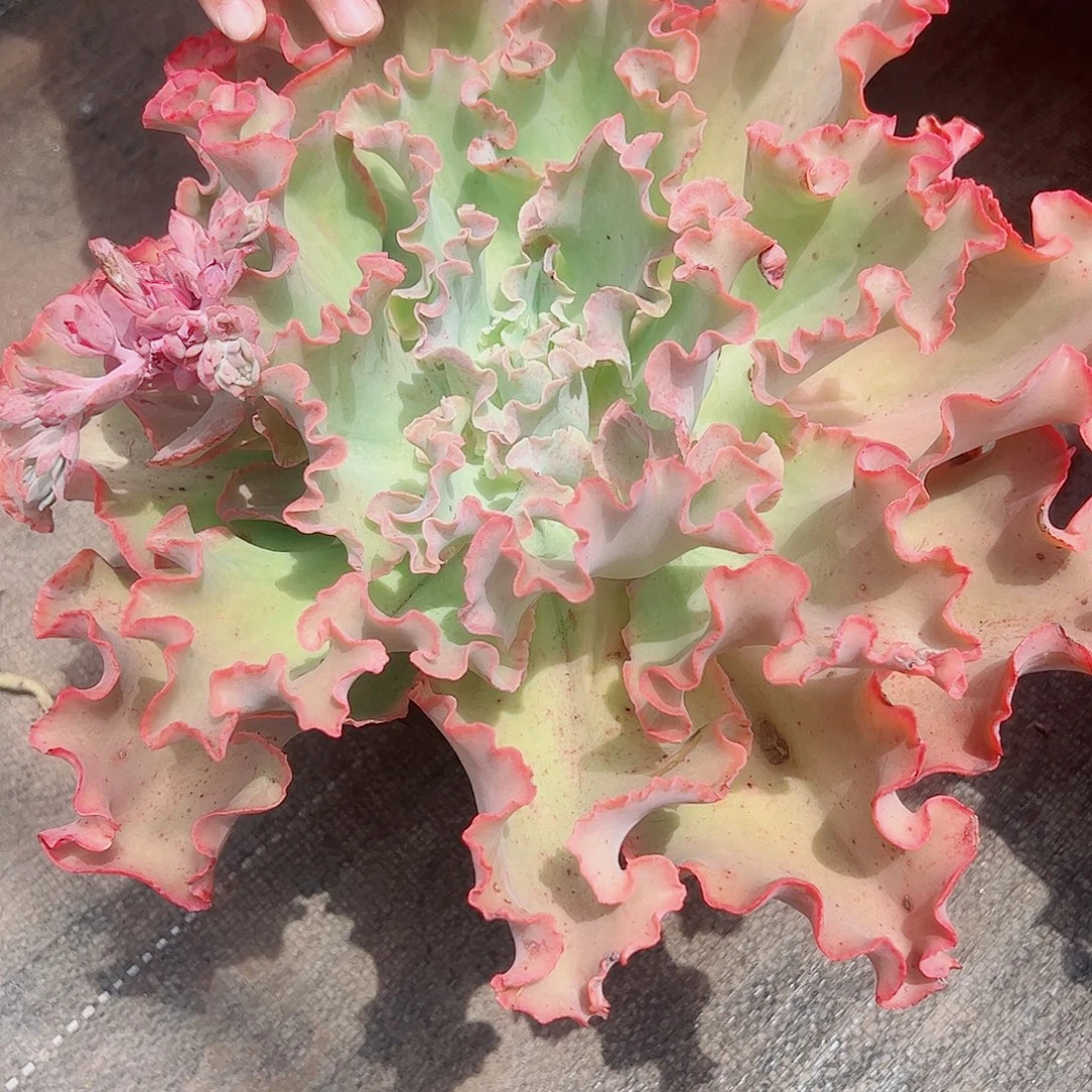 高沙之翁大单头大包菜