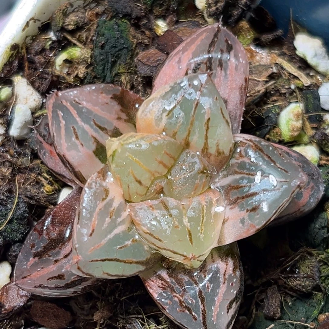 恭喜发财大吉大利0310