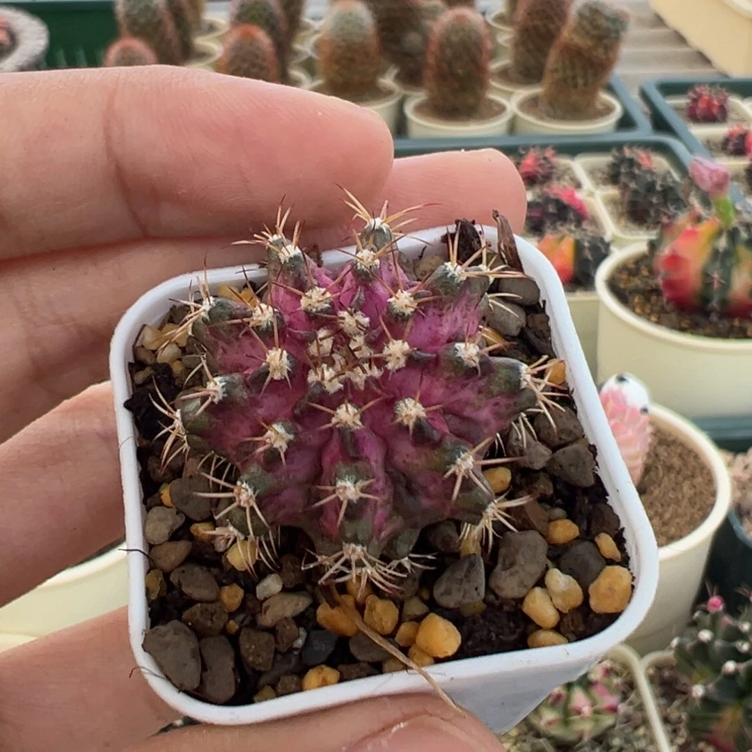 951 好看的米哈冲冲冲