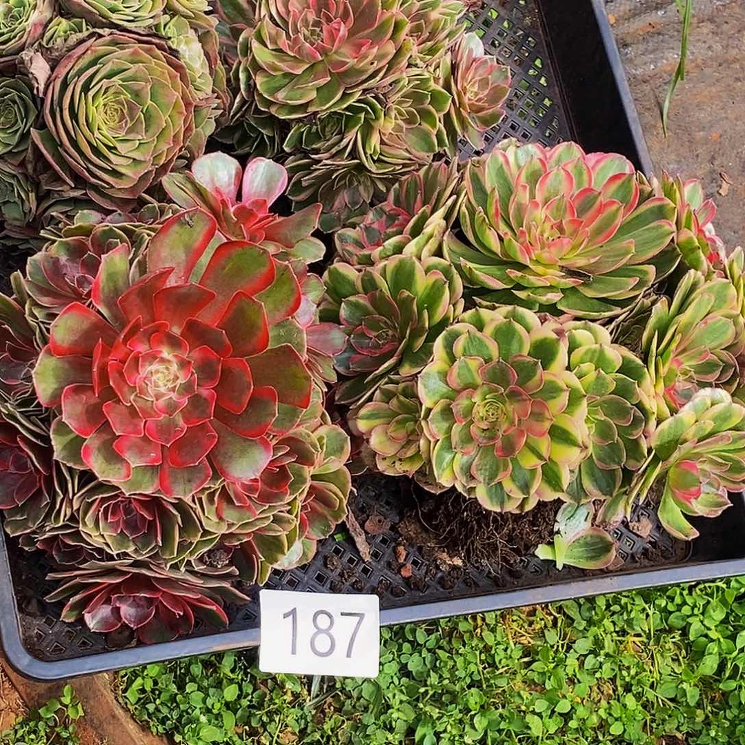 上古园艺多肉植物187