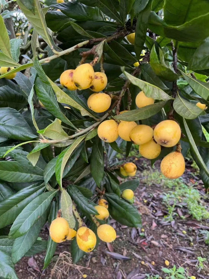黄枇杷＋白玉枇杷大果鲜果新鲜孕妇水果
