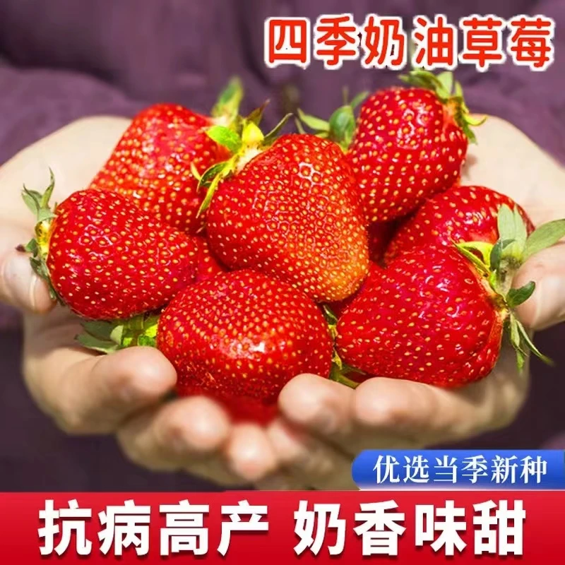 四季奶油草莓种子四季播种