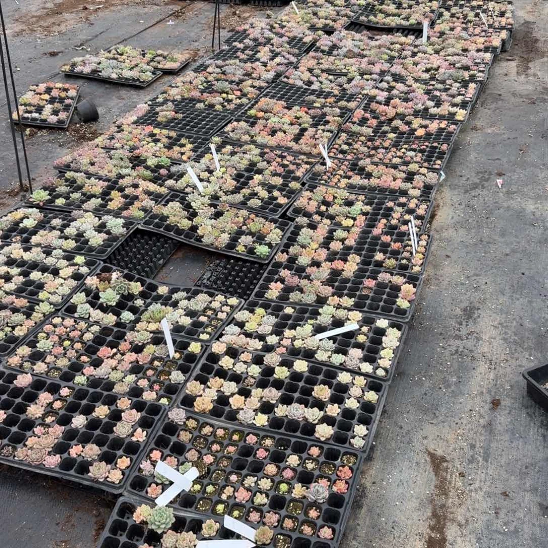 好***棉奶盖五颗日白梦露五颗量拍