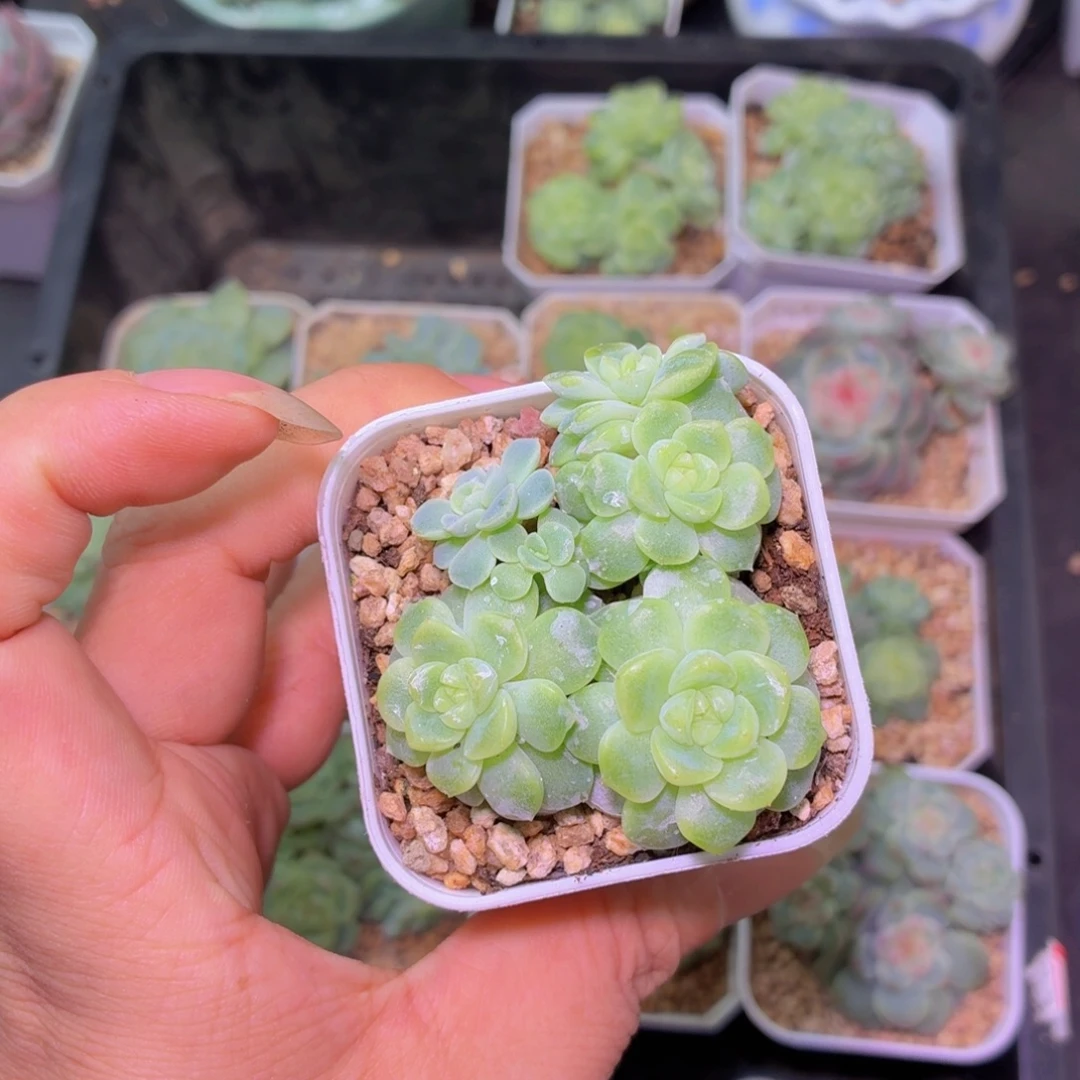 纸鸢甜心多肉植物