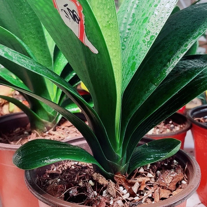 当前无花栽培后可以开花