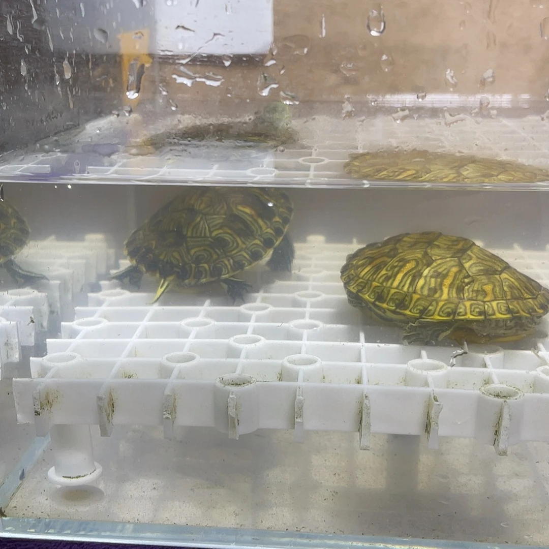 不分公母宠物龟黄格