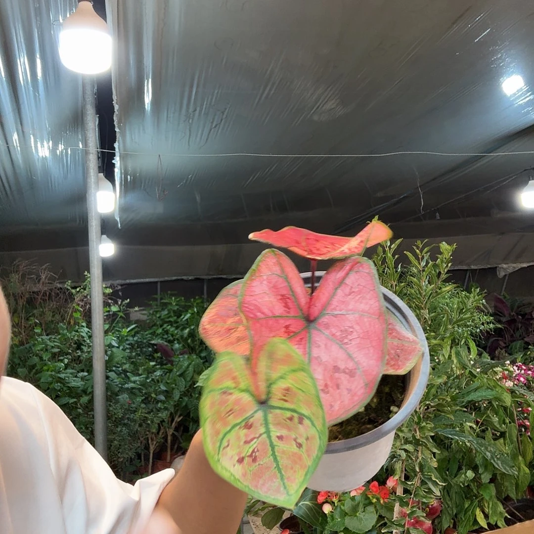 完全开放绯红女郎彩叶芋一棵