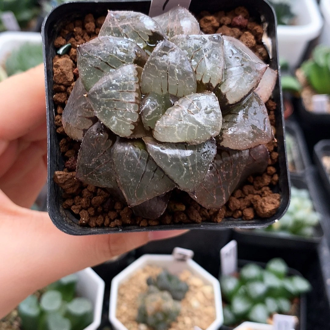 3颗，带盆带土，2摩多，1日月潭