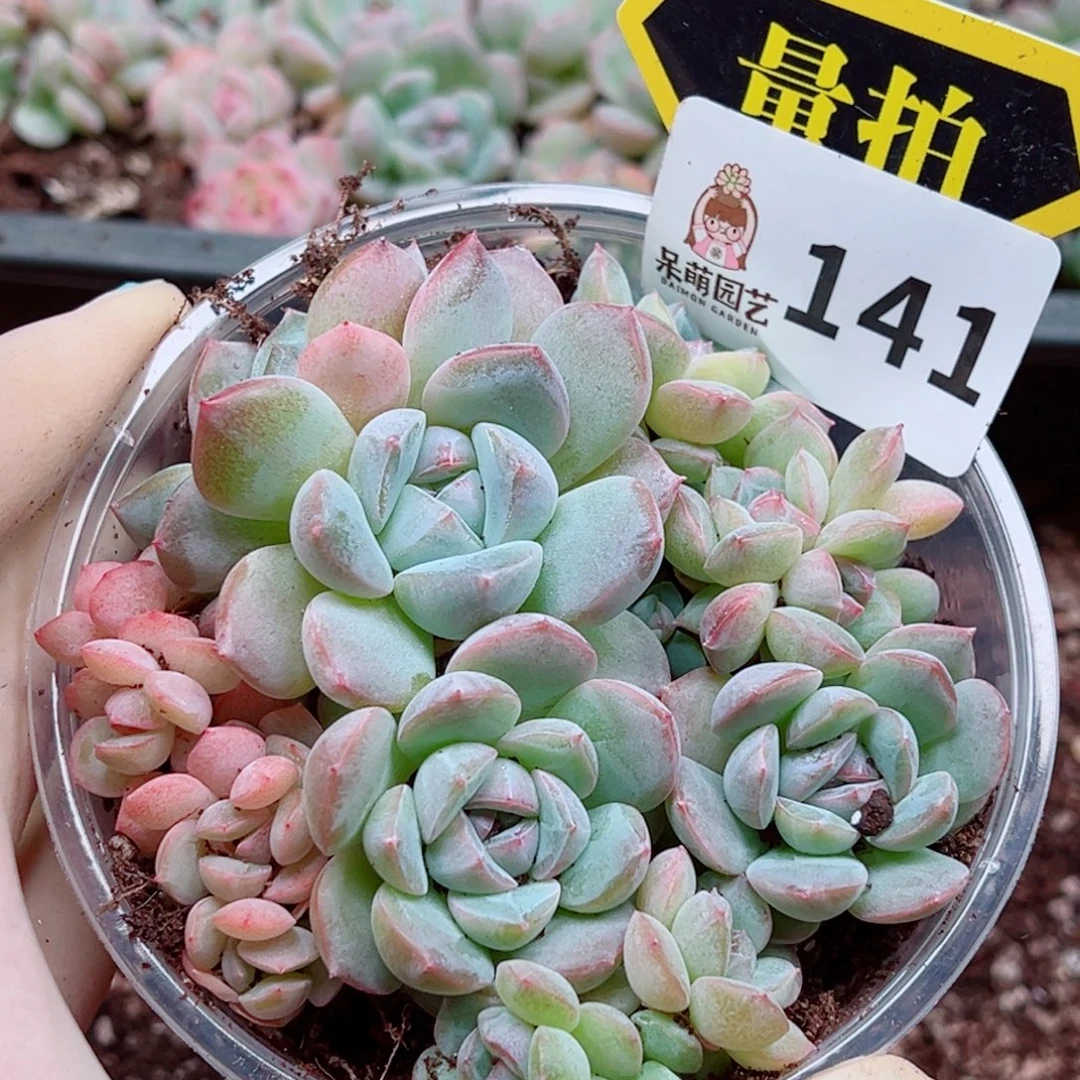 多肉植物多肉植物