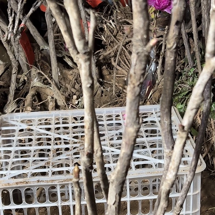 阿***哥完全开放豆绿多条