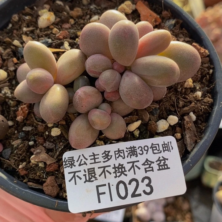 糖果美人5cm1023多肉植物