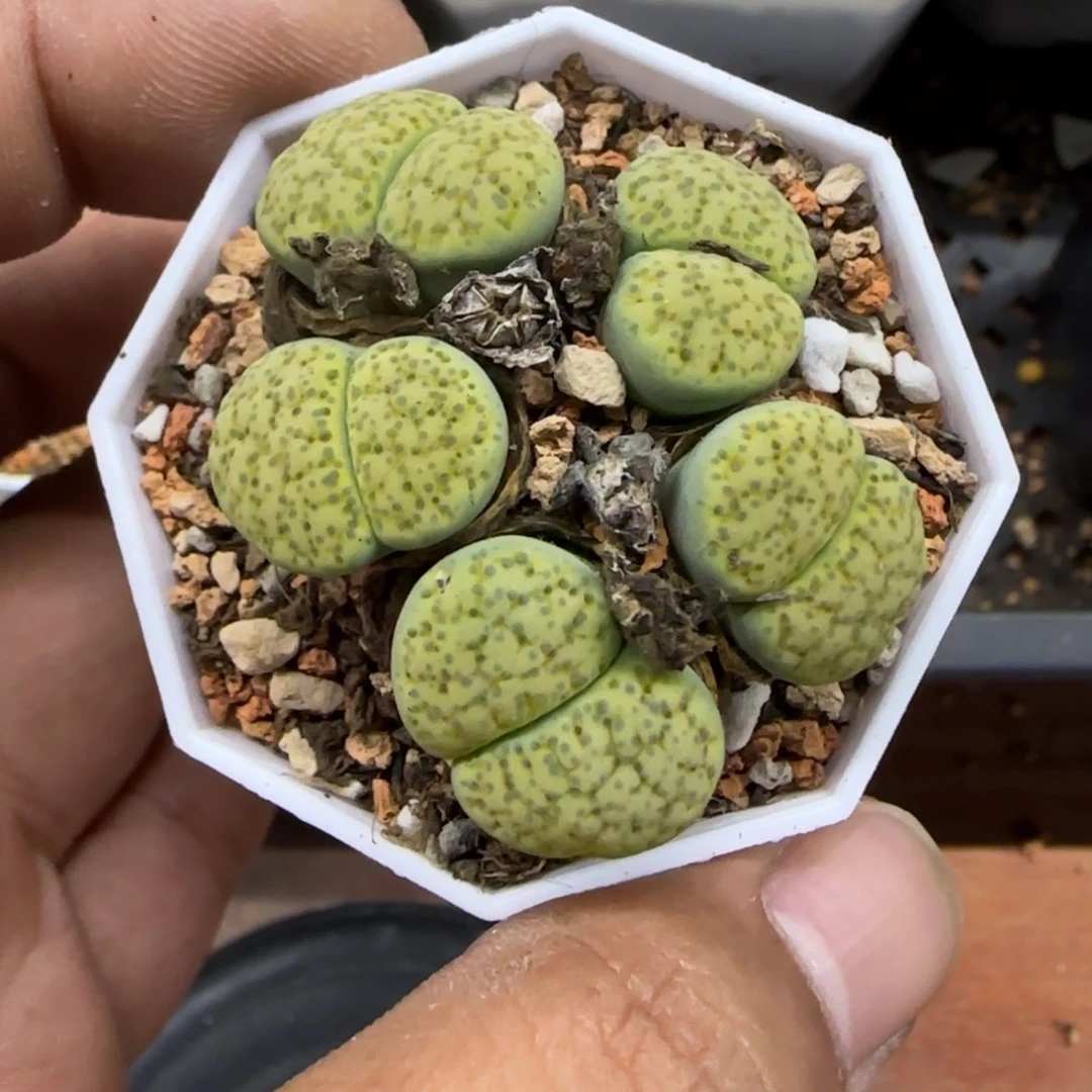 153 生石花大棚直播