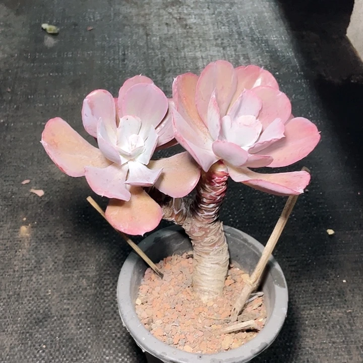 无花朵老桩粗腿蓝玫瑰18
