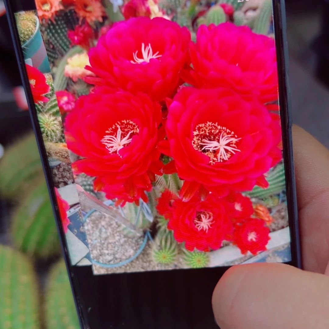 下56毛樱桃红斑点歪无根侧芽5公分左右20包邮