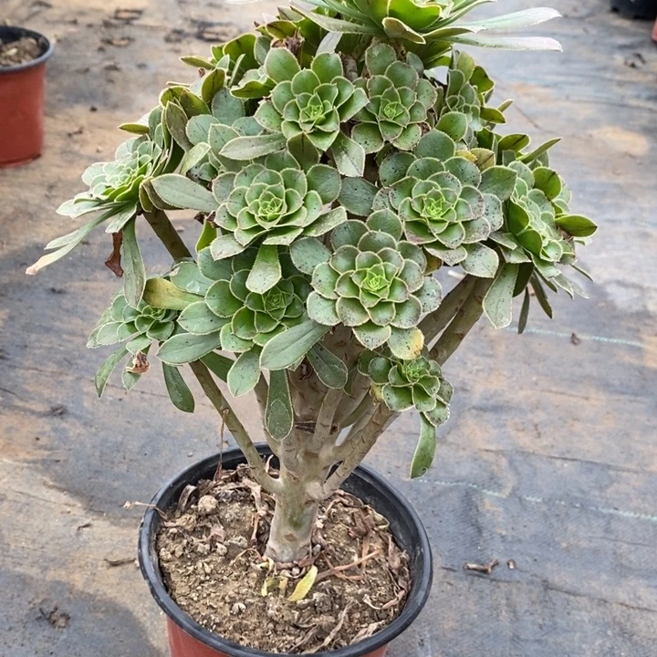 原始绿10多肉植物法师