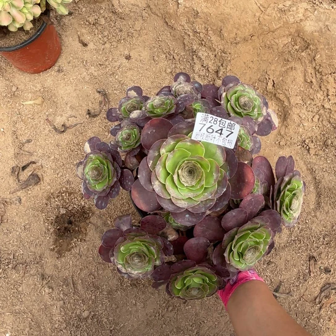 O. 7647魅玫瑰多肉，ad