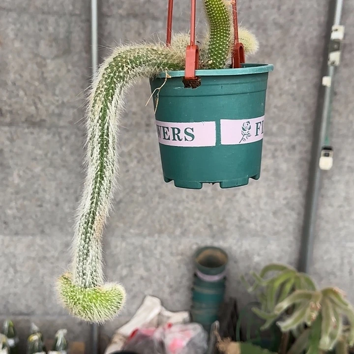 无花朵嫁接九尾狐缀647