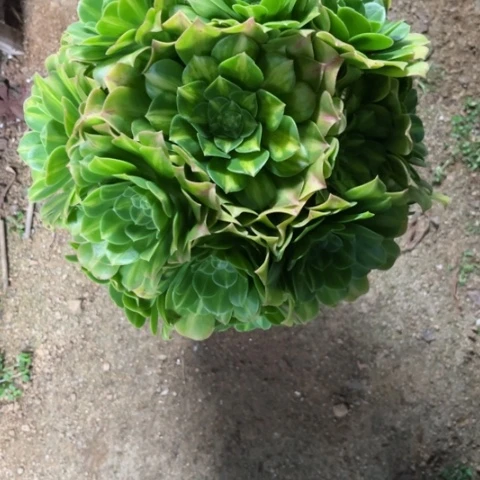 风**合多肉植物翡翠琉璃