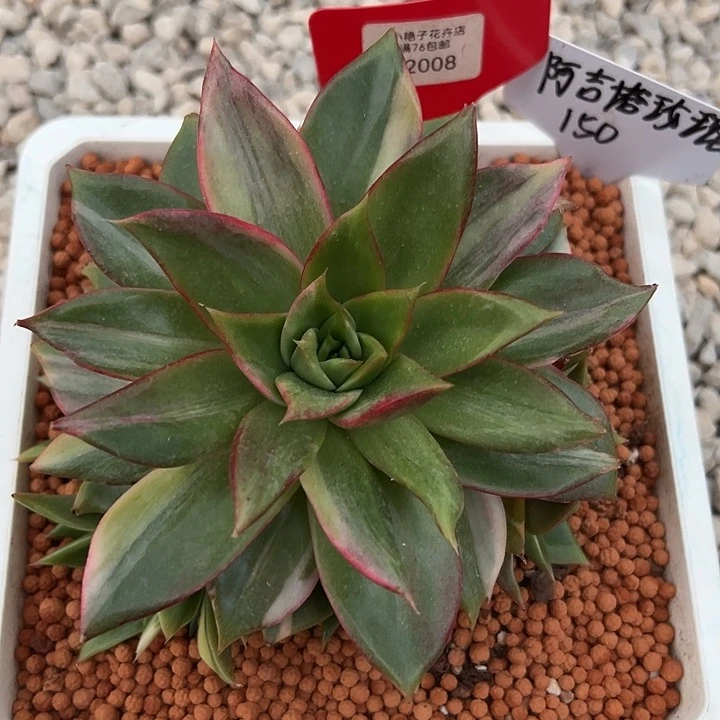 2008号阿吉塔玫瑰锦群多肉