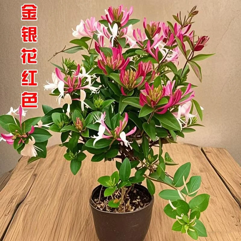 浓香 四季 红色金银花树苗盆栽地栽食用药用爬藤耐寒耐热花卉绿植