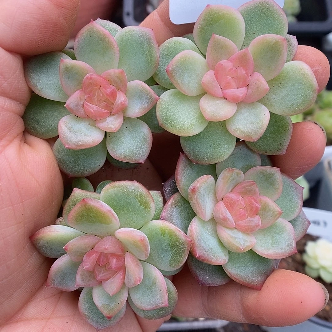 一物一拍一物一拍926-44