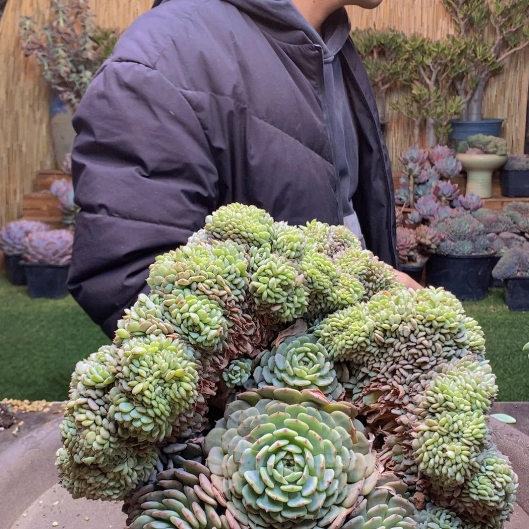 思*200号号白胖子多肉