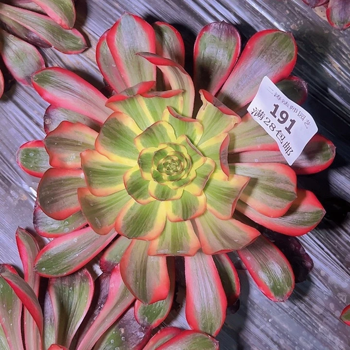 191红魔女多肉植物