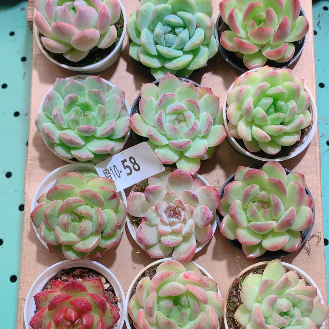 10-58一物一拍多肉带盆18颗