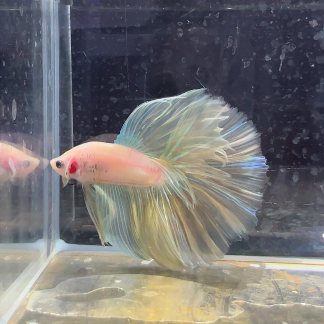 斗鱼浅色特殊尾hhhh