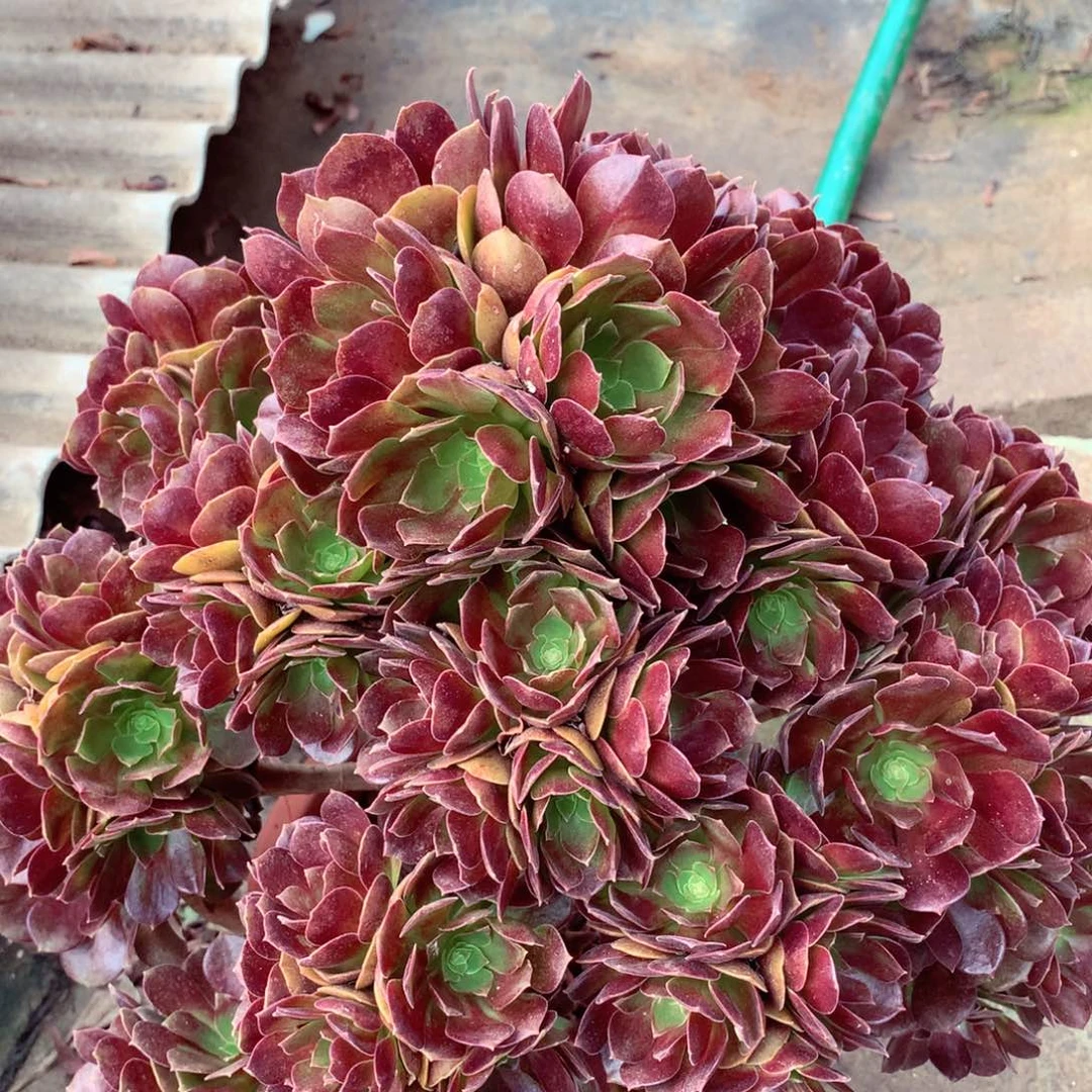 赤焰莲摘心朵朵，不包损