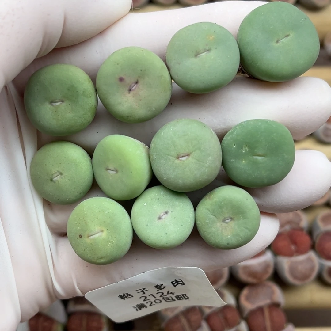 2124号一首大型红嘴发货