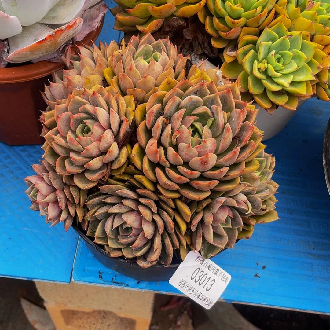 阡*红玫瑰03013多肉多肉