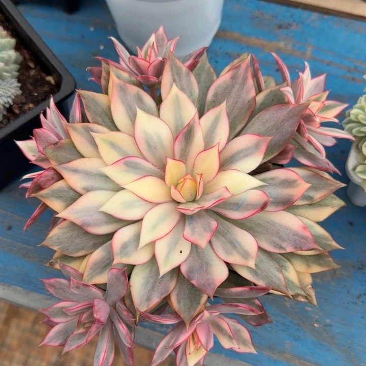 红莲锦捧花群腹轮锦