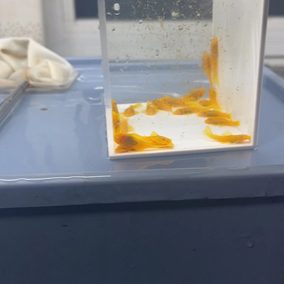 孔雀鱼小胡子20条开箱视频报损