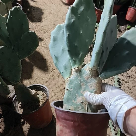 :***空龙爪5头一颗脱土发货