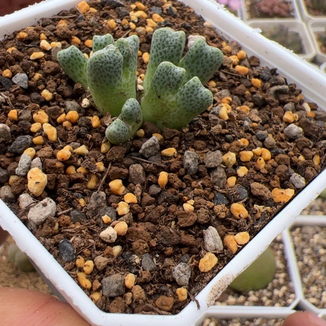 9.25鹿角斑马多肉植物组合232