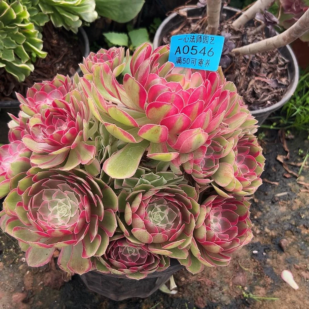二**姨0546多肉植物孔雀翎