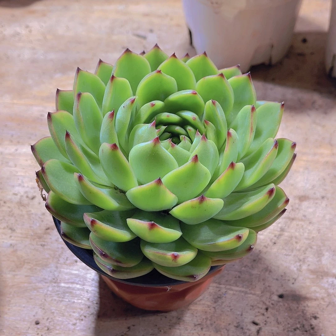 ?****y0000000000000532