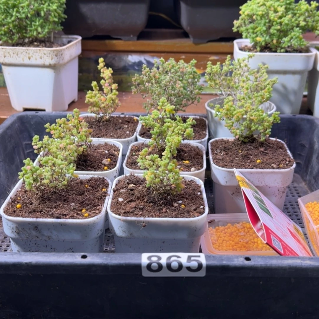 枝干番杏多肉植物865安