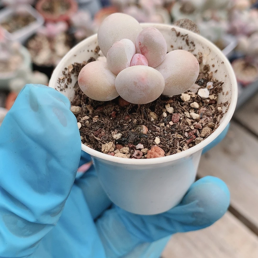 韩国纯奶一物一拍