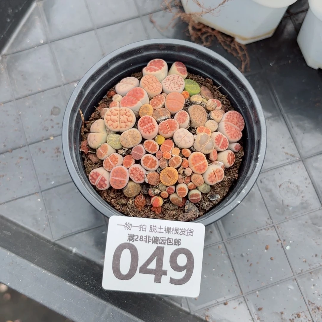 生石花带盆土发货