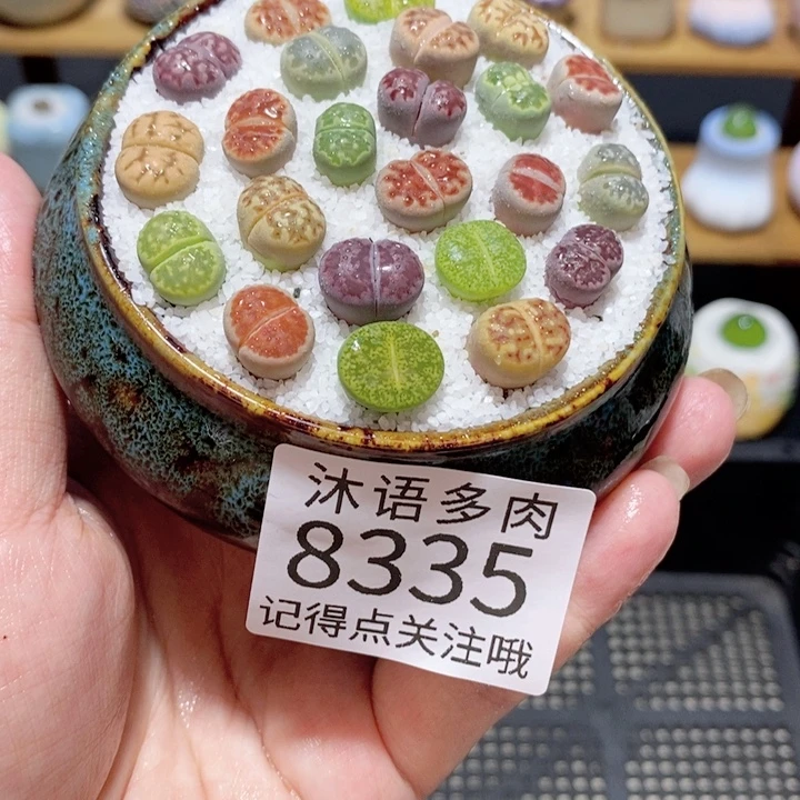 带盆土植物 精美盆栽 8335