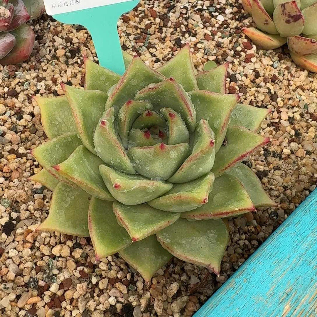 从前慢花园多肉0130-58